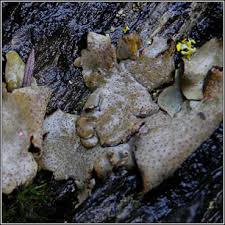 Attēlu rezultāti vaicājumam “Dermatocarpon miniatum”