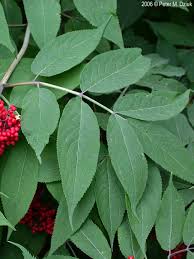 Attēlu rezultāti vaicājumam “Sambucus racemosa leaf”