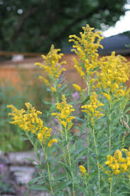 Attēlu rezultāti vaicājumam “Solidago canadensis flower”
