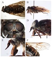 Attēlu rezultāti vaicājumam “Tabanidae”
