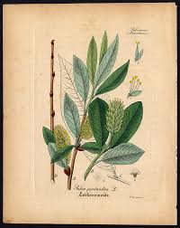 Attēlu rezultāti vaicājumam “Salix pentandra”