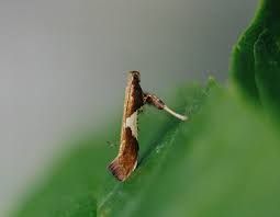 Attēlu rezultāti vaicājumam “Caloptilia stigmatella”