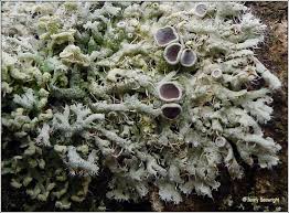 Attēlu rezultāti vaicājumam “Physcia tenella”