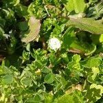 Attēlu rezultāti vaicājumam “Veronica agrestis flower”