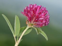 Attēlu rezultāti vaicājumam “Trifolium alpestre”