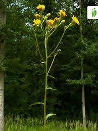 Attēlu rezultāti vaicājumam “Picris hieracioides”