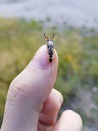 Attēlu rezultāti vaicājumam “Forficula auricularia”