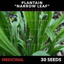 Attēlu rezultāti vaicājumam “Plantago lanceolata leaf”