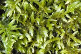 Attēlu rezultāti vaicājumam “Ptilium crista-castrensis sporophyte”