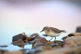 Image result for Calidris ruficollis