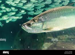 Image result for Megalops atlanticus