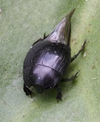 Attēlu rezultāti vaicājumam “Histeridae”