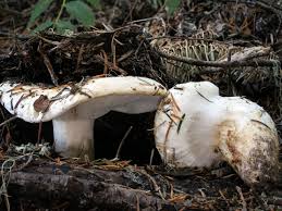 Attēlu rezultāti vaicājumam “Trichia alpina macro”