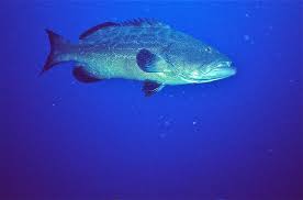 Image result for Mycteroperca bonaci