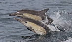 Image result for Delphinus delphis