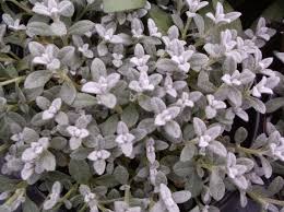 Attēlu rezultāti vaicājumam “Cerastium tomentosum leaf”