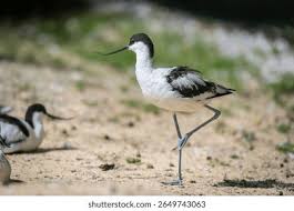 Attēlu rezultāti vaicājumam “Recurvirostra avosetta”