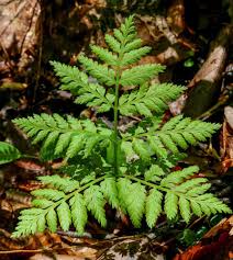 Attēlu rezultāti vaicājumam “Botrychium virginianum”