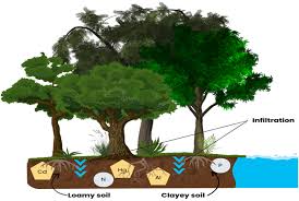 Image result for Wood Green A F S Association