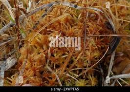 Attēlu rezultāti vaicājumam “Sphagnum fuscum”