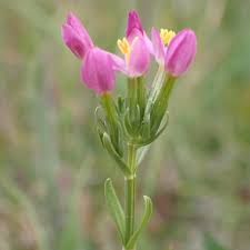 Attēlu rezultāti vaicājumam “Centaurium erythraea bud”