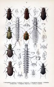 Attēlu rezultāti vaicājumam “Notiophilus palustris”