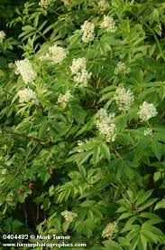 Attēlu rezultāti vaicājumam “Sambucus racemosa flower”