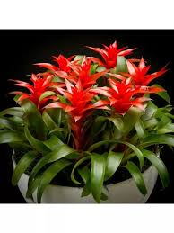 Картинки по запросу гусмания