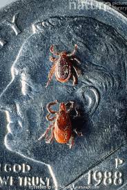 Attēlu rezultāti vaicājumam “Ixodes male”