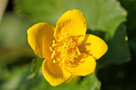 Attēlu rezultāti vaicājumam “Caltha palustris fruit”