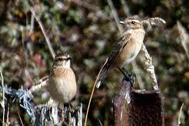 Attēlu rezultāti vaicājumam “Saxicola rubetra”