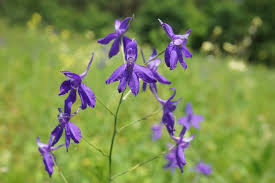 Image result for Consolida ajacis oder Consolida regalis