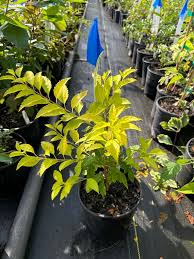 Attēlu rezultāti vaicājumam “Forsythia viridissima”