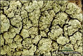 Attēlu rezultāti vaicājumam “Pertusaria flavida”