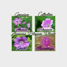 Attēlu rezultāti vaicājumam “Geranium bohemicum fruit”