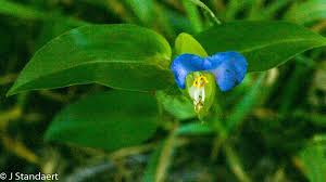 Attēlu rezultāti vaicājumam “Commelinaceae”