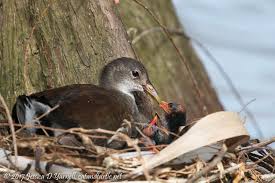 Attēlu rezultāti vaicājumam “Gallinago gallinago nest”