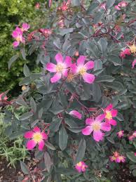 Attēlu rezultāti vaicājumam “Rosa glauca leaf”
