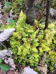 Attēlu rezultāti vaicājumam “Ptilium crista-castrensis sporophyte”
