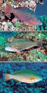 Image result for Scarus psittacus