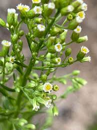 Attēlu rezultāti vaicājumam “Erigeron canadensis”