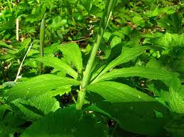 Attēlu rezultāti vaicājumam “Ranunculus cassubicus”