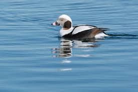 Attēlu rezultāti vaicājumam “Clangula hyemalis male”