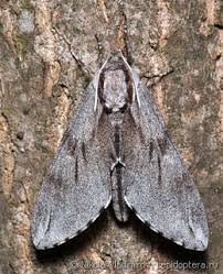 Attēlu rezultāti vaicājumam “Sphinx pinastri”