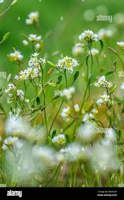 Attēlu rezultāti vaicājumam “Erophila verna flower”
