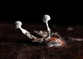 Attēlu rezultāti vaicājumam “Didymium clavus macro”