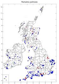 Attēlu rezultāti vaicājumam “Ramalina pollinaria”