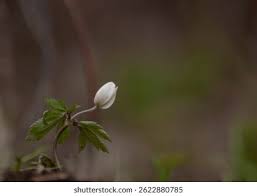 Attēlu rezultāti vaicājumam “Anemone sylvestris bud”