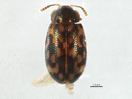 Attēlu rezultāti vaicājumam “Tetratoma fungorum”