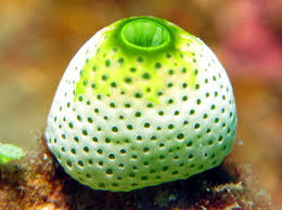 Attēlu rezultāti vaicājumam “Colloderma robustum”